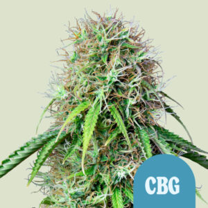 royal-cbg-automatic.jpg