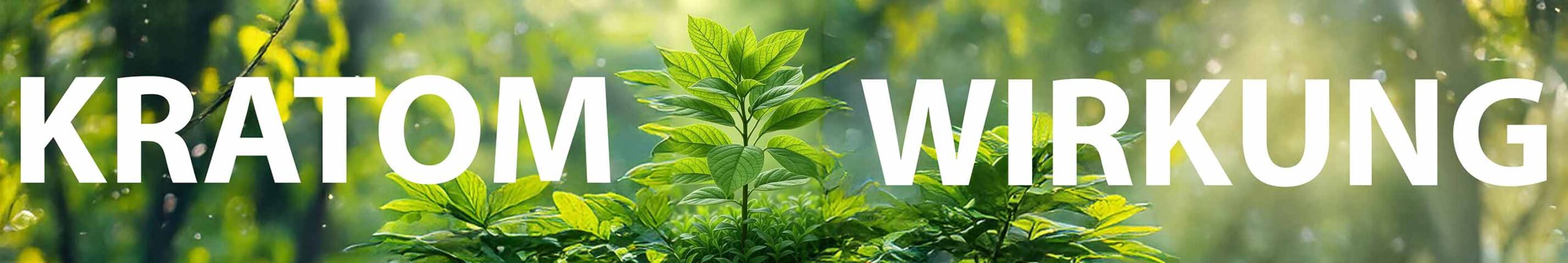 Kratom Wirkung scaled