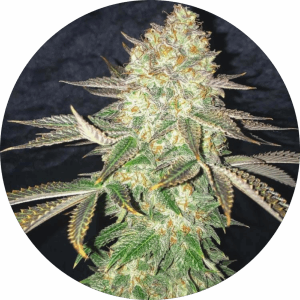 Spooky_OG.png