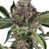 0001231_papaya-jealousy-feminized-seeds_800.jpeg