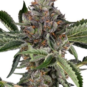 0001231_papaya-jealousy-feminized-seeds_800.jpeg