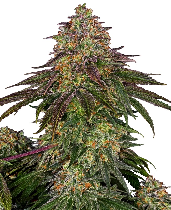 0000053_sweet-cherry-kush-feminized-seeds_800.jpeg