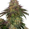 0000053_sweet-cherry-kush-feminized-seeds_800.jpeg