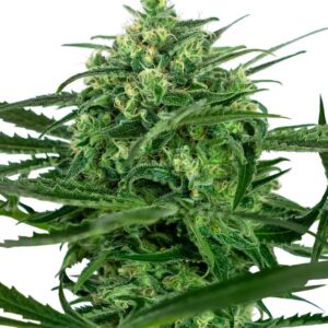 0000065_sensi-amnesia-feminized-seeds_800.jpeg