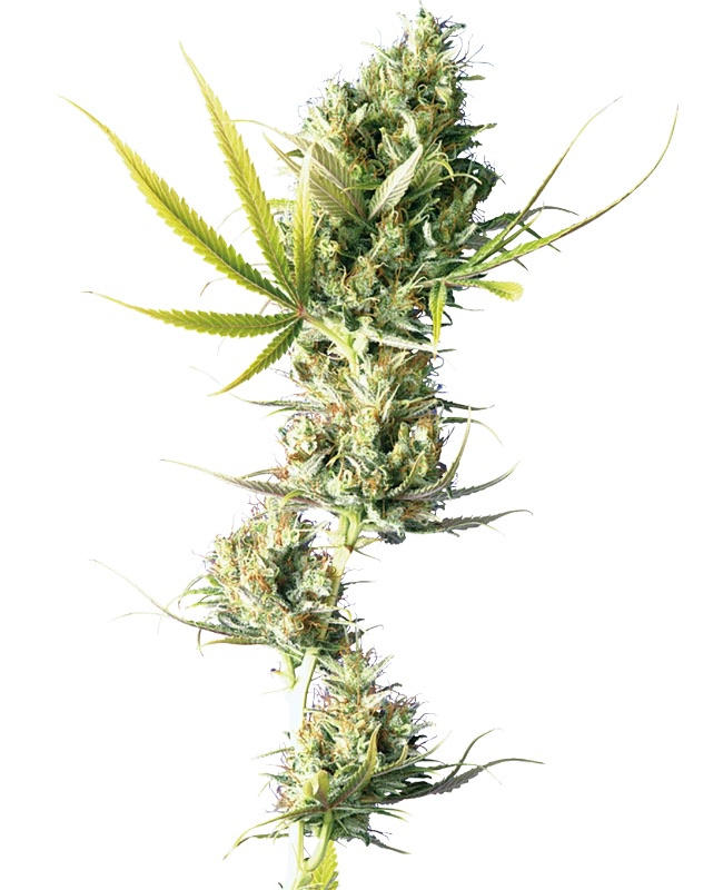 0000551_durban-feminized-seeds_800.jpeg