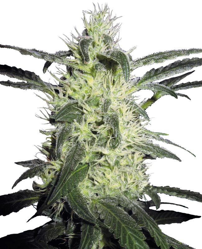 0000614_silver-haze-feminized-seeds_800.jpeg