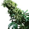 0000800_northern-lights-5-x-haze-feminized-seeds_800.jpeg