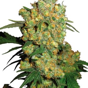 0000623_big-bud-feminized-seeds_800.jpeg