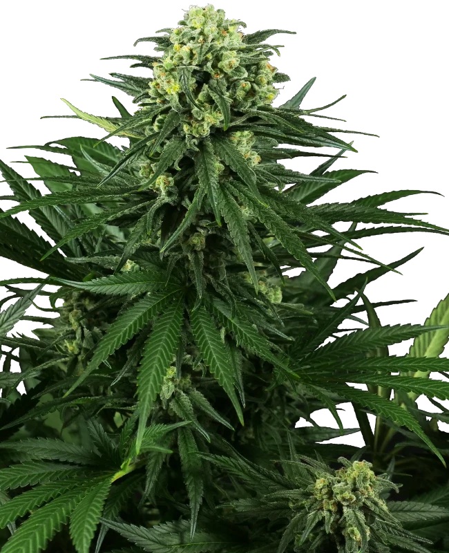 0000089_honey-melon-kush-feminized-seeds_800.jpeg