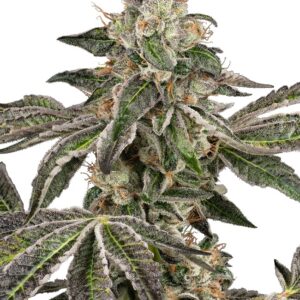 0001326_runtz-automatic-seeds_800.jpeg