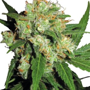 0000139_sensi-skunk-feminized-seeds_800.jpeg