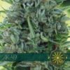 Vision Seeds AK-49.png