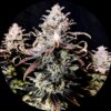 Pure Instinto Samen feminisiert Mimosa 27% THC 3 Samen + 1 Gratis - 1.jpg
