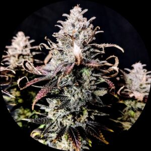 Pure Instinto Samen feminisiert Mimosa 27% THC 3 Samen + 1 Gratis - 1.jpg