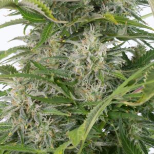 dinafem-cheeseautocbd-7498.jpg