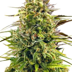 gd-fem-alienog-8796-1.jpg
