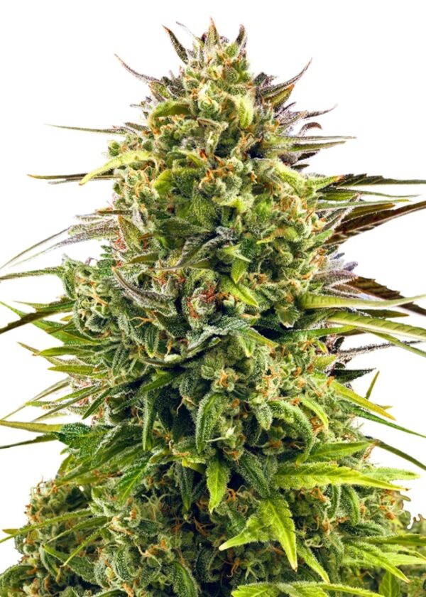 gd-fem-alienog-8796-1.jpg