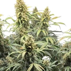 seeds_8.jpg