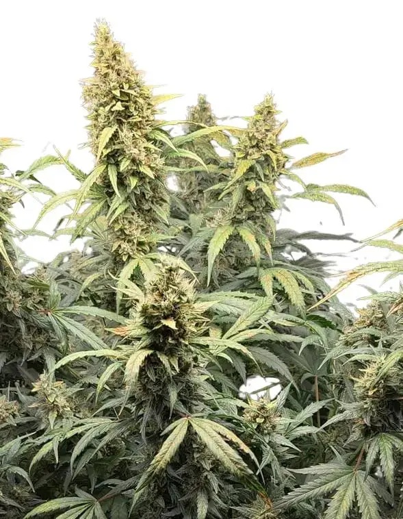 seeds_8.jpg