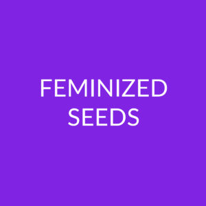 Feminisierte Cannabissamen