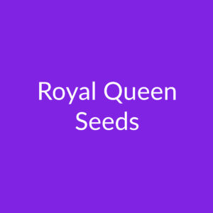 Royal Queen Seeds