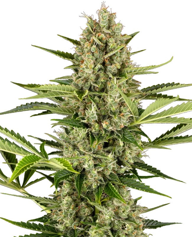 0001215_jack-herer-automatic-seeds_800.jpeg