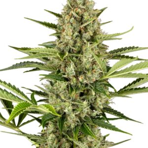 0001215_jack-herer-automatic-seeds_800.jpeg