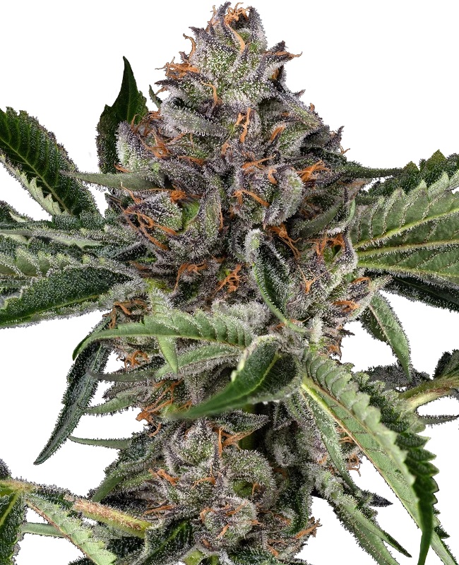 0001231_papaya-jealousy-feminized-seeds_800.jpeg