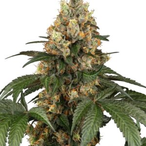 0001200_chocolate-rainbow-xxl-feminized-seeds_800.jpeg