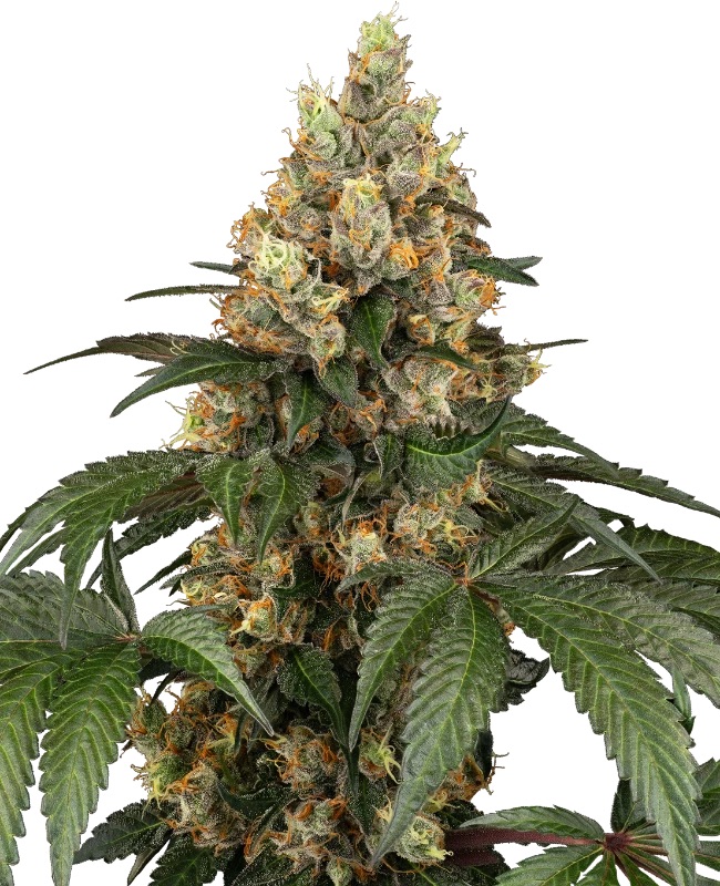 0001200_chocolate-rainbow-xxl-feminized-seeds_800.jpeg
