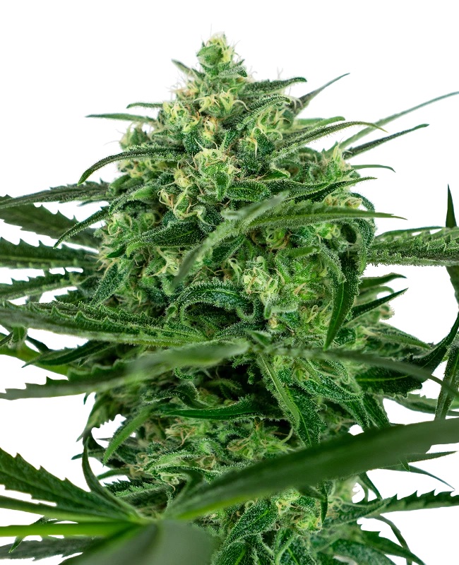 0000065_sensi-amnesia-feminized-seeds_800.jpeg