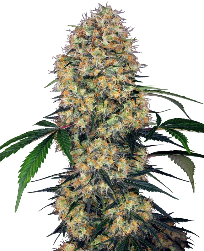 0000092_sensi-amnesia-xxl-automatic-seeds_800.jpeg