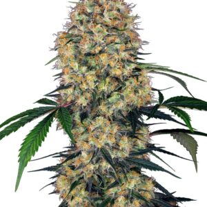 0000092_sensi-amnesia-xxl-automatic-seeds_800.jpeg
