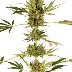0000365_himalayan-cbd-feminized-seeds_800.jpeg