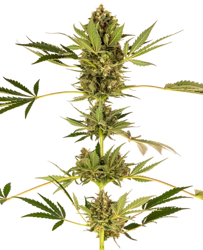 0000365_himalayan-cbd-feminized-seeds_800.jpeg