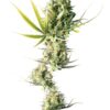 0000551_durban-feminized-seeds_800.jpeg