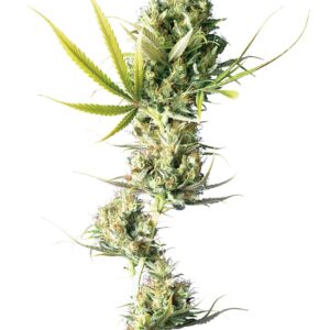 0000551_durban-feminized-seeds_800.jpeg