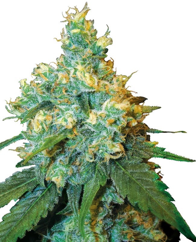 0000764_jack-herer-feminized-seeds_800.jpeg
