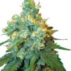 0000764_jack-herer-feminized-seeds_800.jpeg