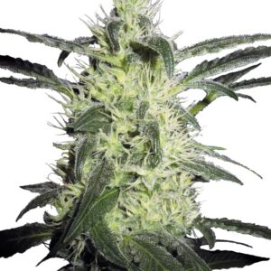 0000614_silver-haze-feminized-seeds_800.jpeg