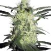 0000614_silver-haze-feminized-seeds_800.jpeg