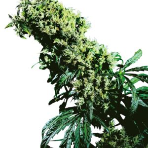 0000800_northern-lights-5-x-haze-feminized-seeds_800.jpeg