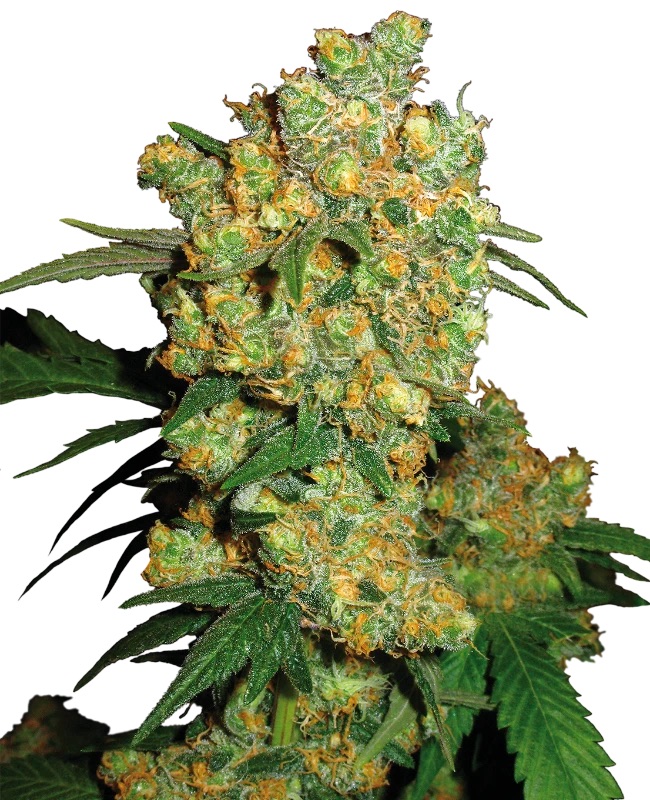 0000623_big-bud-feminized-seeds_800.jpeg