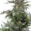 0001240_dosimosa-feminized-seeds_800.jpeg