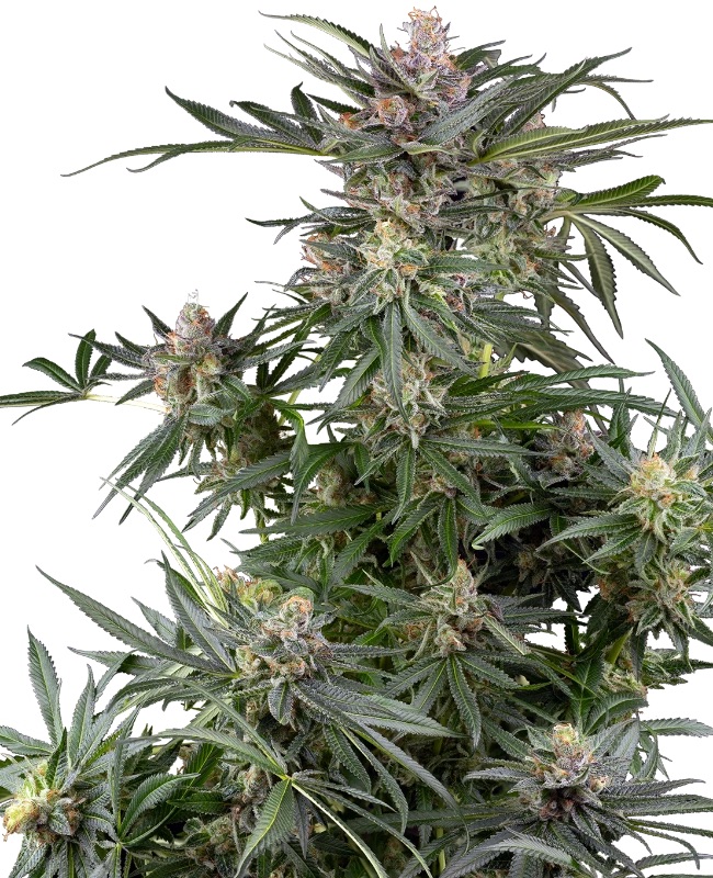 0001240_dosimosa-feminized-seeds_800.jpeg