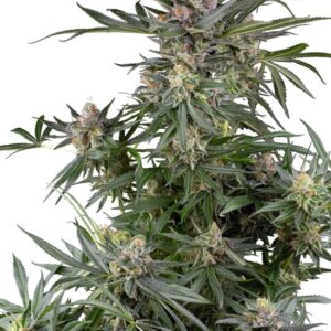 0001240_dosimosa-feminized-seeds_800.jpeg