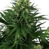 0000089_honey-melon-kush-feminized-seeds_800.jpeg