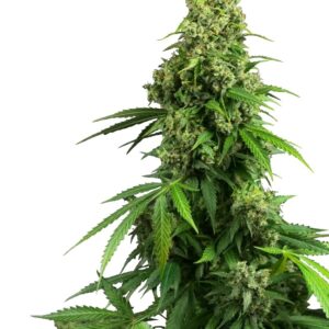 0000098_honey-melon-kush-automatic-seeds_800.jpeg