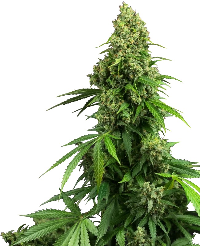 0000098_honey-melon-kush-automatic-seeds_800.jpeg