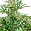 0000071_malibu-og-gold-feminized-seeds_800.jpeg